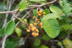 Davilla kunthii