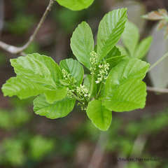 Allophylus racemosus