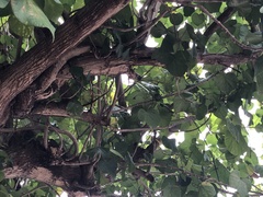 Dombeya wallichii