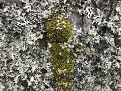 Ulota crispa