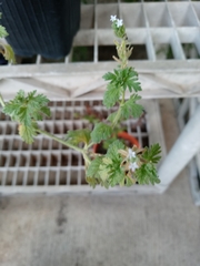 Glandularia quadrangulata