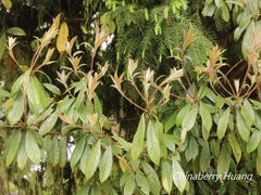 Actinodaphne mushaensis