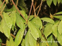Actinodaphne mushaensis