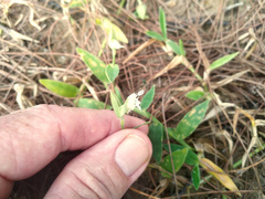Thuarea involuta
