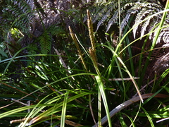 Carex plurinervata
