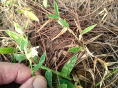 Thuarea involuta