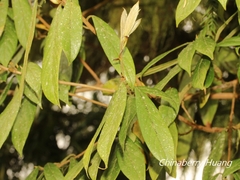 Actinodaphne mushaensis