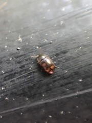 Litargus tetraspilotus