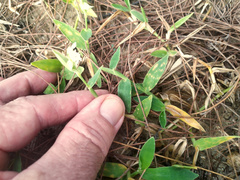 Thuarea involuta