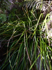 Carex plurinervata