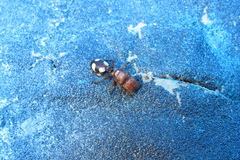 Cephalotes umbraculatus