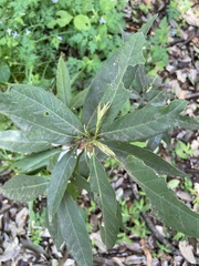 Quercus myrsinifolia