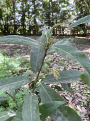 Quercus myrsinifolia
