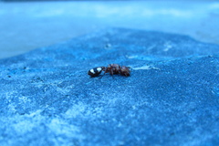 Cephalotes umbraculatus