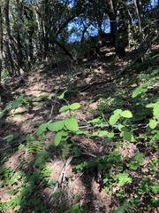 Holodiscus discolor discolor