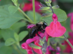 Xylocopa tabaniformis orpifex