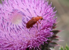 Nemognatha piazata