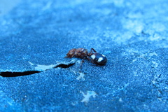 Cephalotes umbraculatus