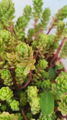 Sedum
