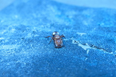 Cephalotes umbraculatus