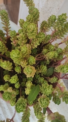 Sedum