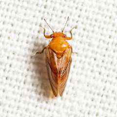 Pachypsylla celtidisgemma