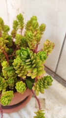 Sedum