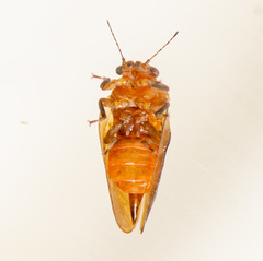 Pachypsylla celtidisgemma