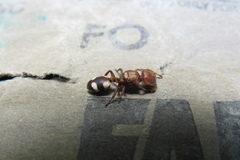Cephalotes umbraculatus