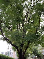 Adenanthera microsperma