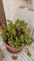 Sedum