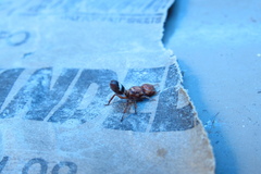 Cephalotes umbraculatus