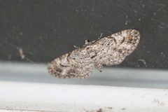 Eupithecia graefii