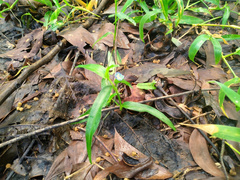 Commelina lanceolata