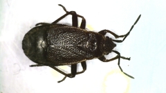 Pyrrhocoris marginatus