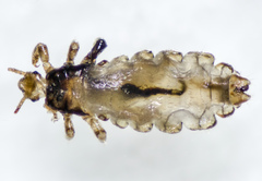 Pediculus humanus