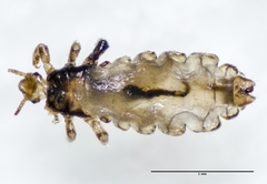 Pediculus humanus