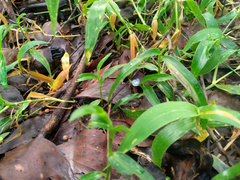 Commelina lanceolata