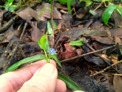 Commelina lanceolata