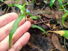 Commelina lanceolata