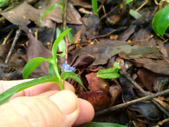 Commelina lanceolata
