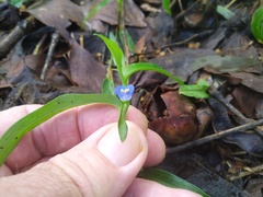 Commelina lanceolata