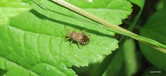 Rhopalus sapporensis
