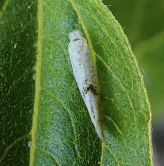 Bucculatrix enceliae
