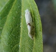 Bucculatrix enceliae