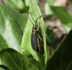 Trirhabda geminata