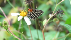 Cigaritis syama