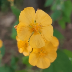 Wissadula densiflora