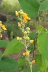 Wissadula densiflora