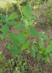 Wissadula densiflora